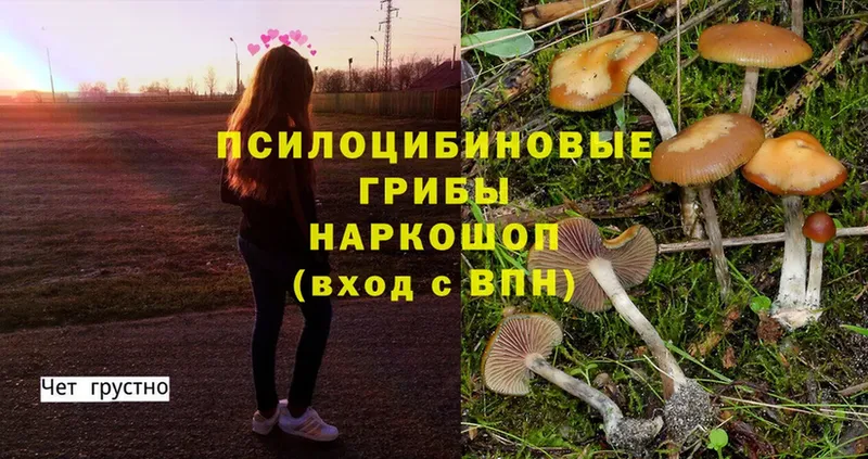 Галлюциногенные грибы Cubensis  Люберцы 