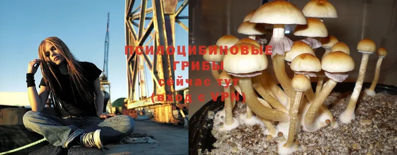 Галлюциногенные грибы Psilocybe Люберцы